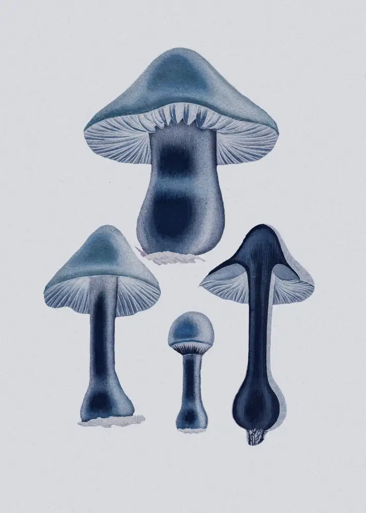 and, Stephenson John: Agaricus Bulbosus - Blue