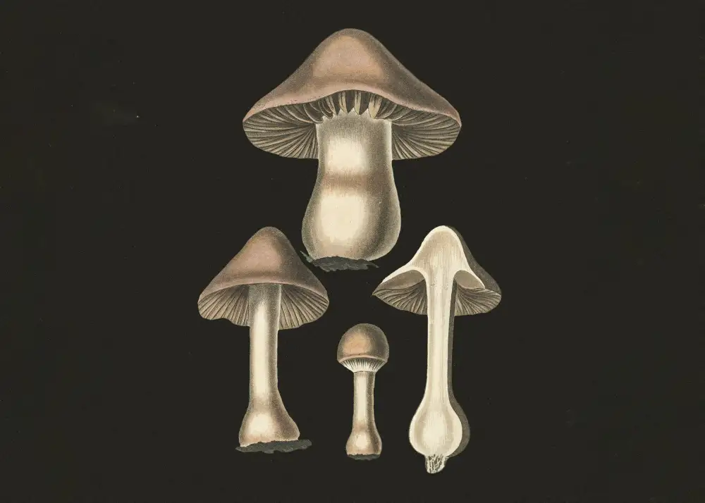 and, Stephenson John: Agaricus Bulbosus  Dark Background