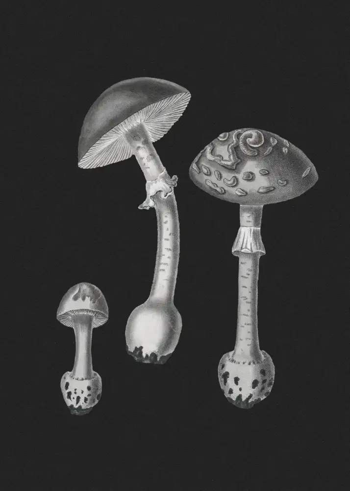 and, Stephenson John: Amanita Muscaria  Black Backgound BW