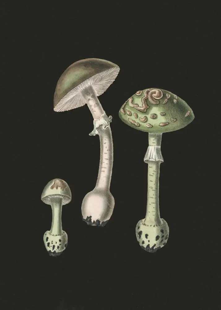 and, Stephenson John: Amanita Muscaria Dark Background