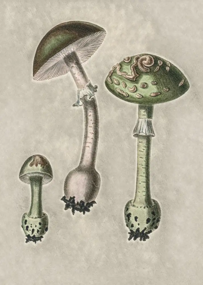 and, Stephenson John: Amanita Muscaria Remix Green