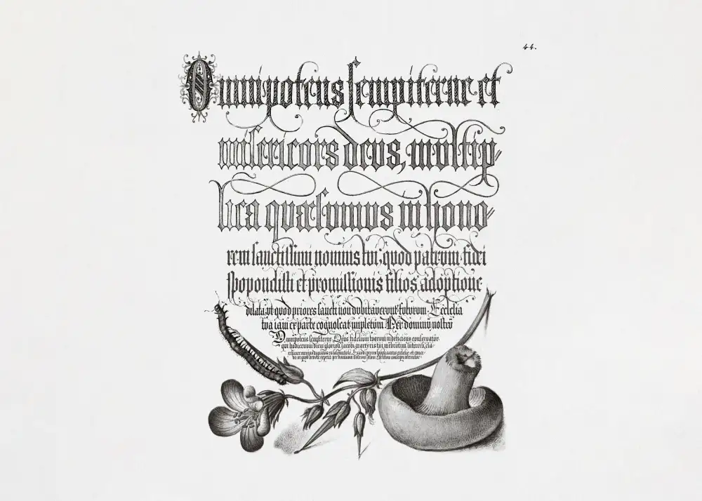 and, Bocskay Georg: Mille-pattes,géranium des bois et champignons Bw horizontal