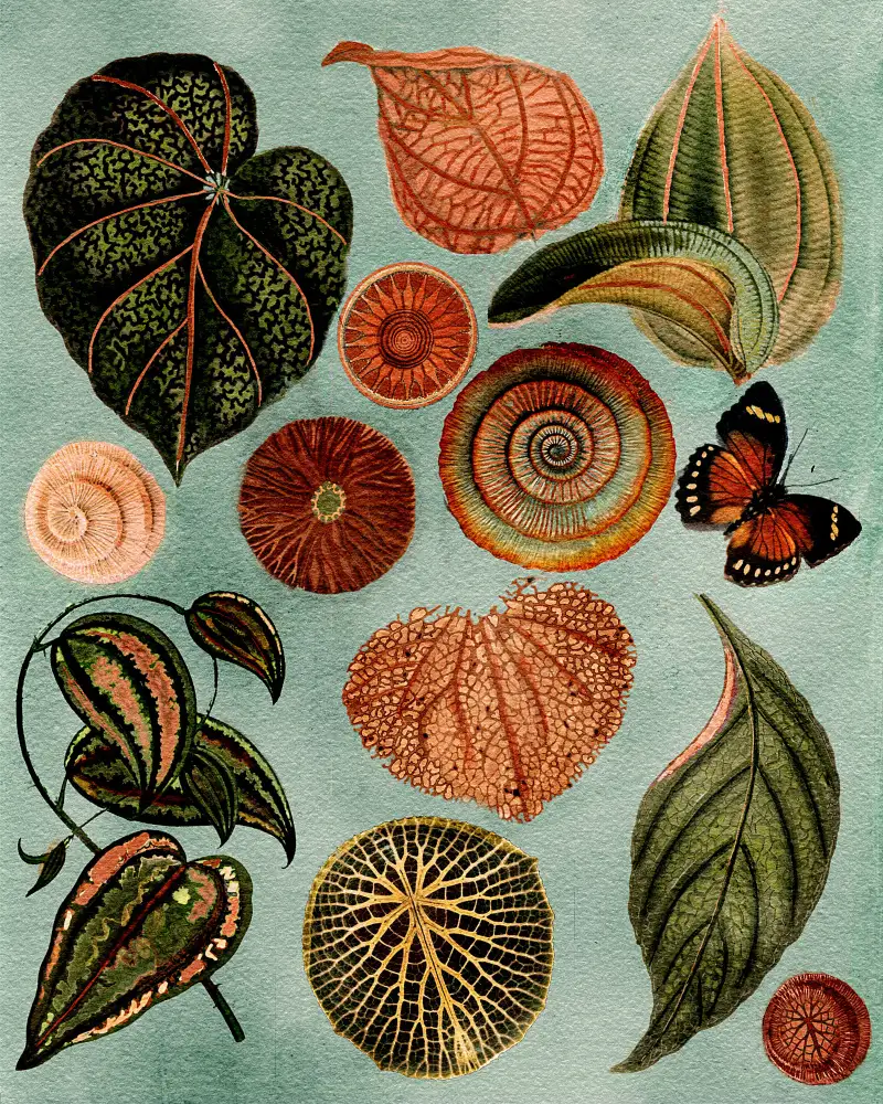 nicolo, giovanna: Terracotta Blues Botanical