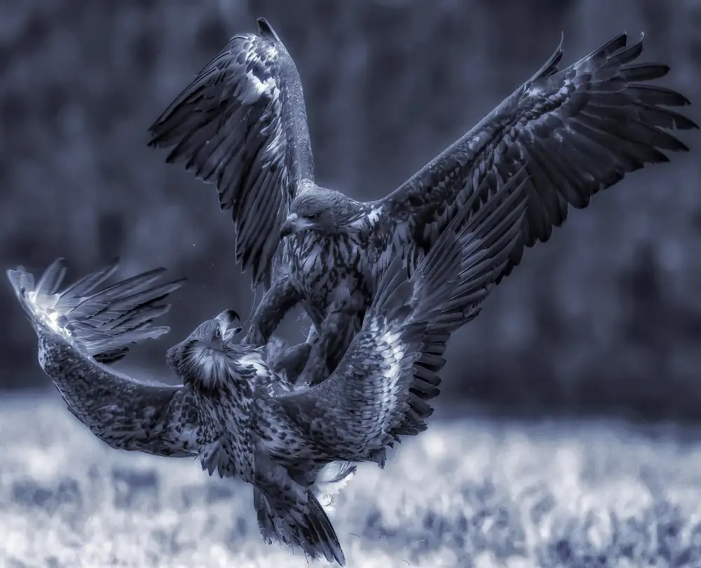 Manusevich, David: L'aquila combatte