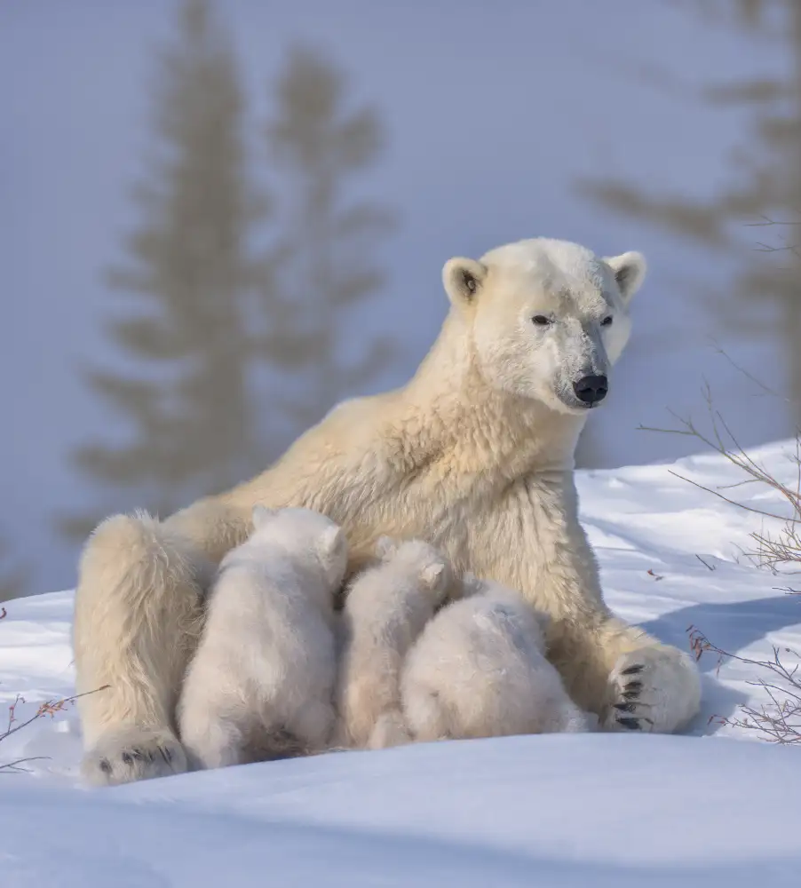 LI, MIN: Mamá y trillizo del oso polar