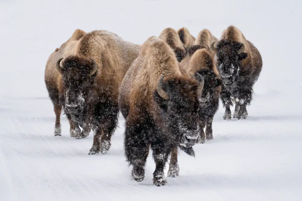 Landolt, Susanne: The herd