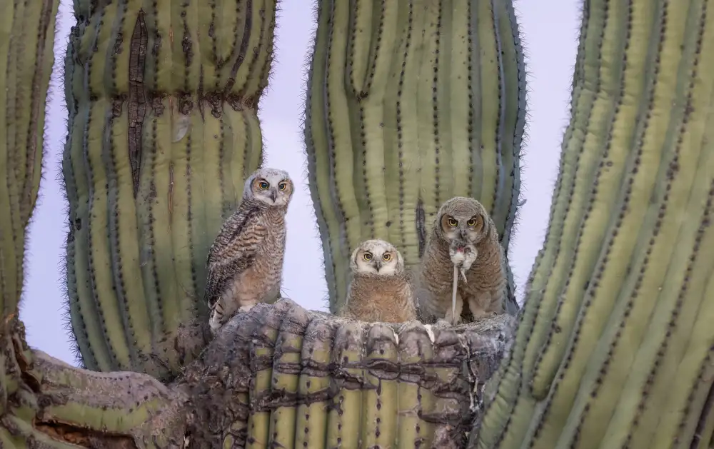 Wang, Max: Great Horned Owl