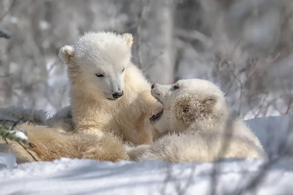 Wei, and Siyu: Bébés ours polaires