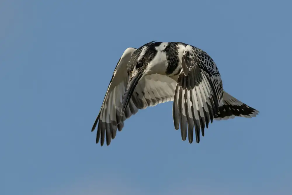 Wilson, Guy: Hovering