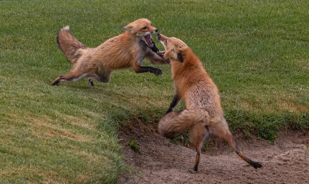 Huang, Johnson: Red fox