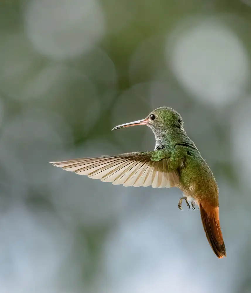 Parsons, Thomas: Rufous-tailed Hummningbird