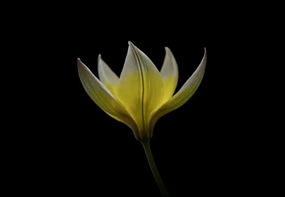 Grønkjær, Lotte: Tulipa Urumiensis
