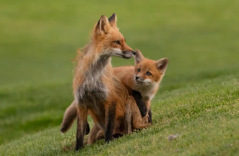 Huang, Johnson: red fox