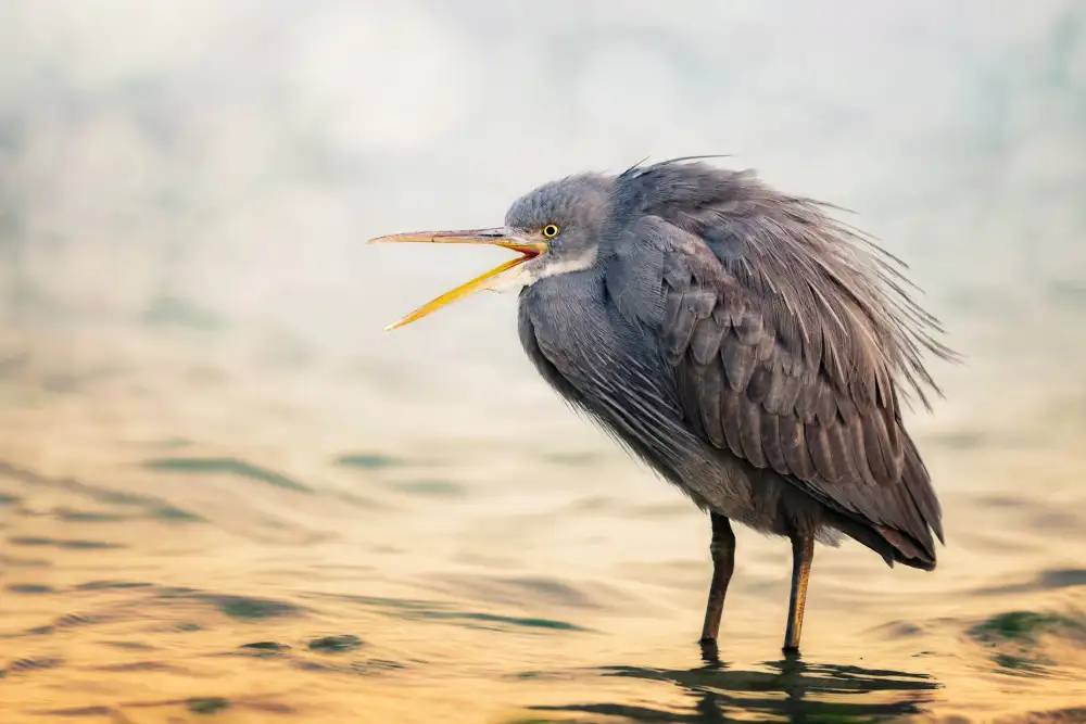 Pezeshki, Sina: Reef Heron