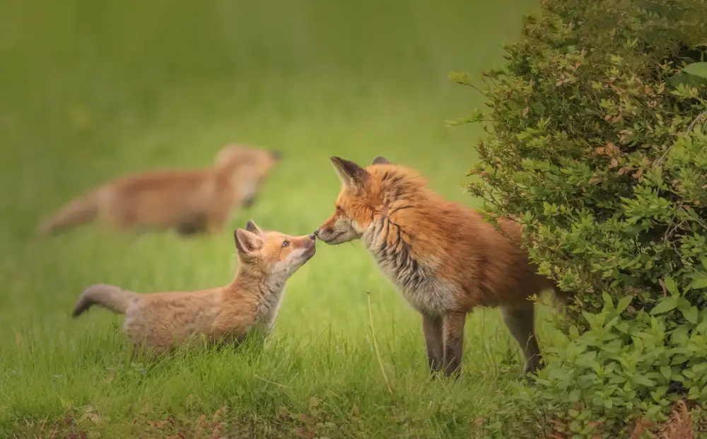 W, Deming: Mom and kits
