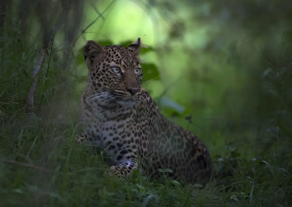 Roshkumar: Leopard In Africa