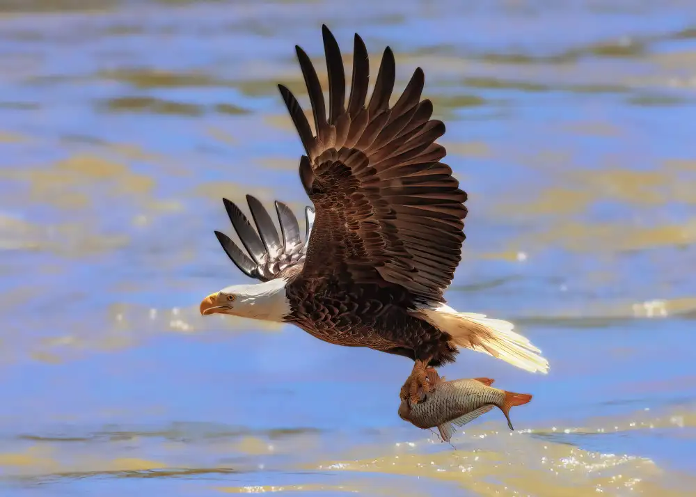 Gu, Zeren: Diving for the Prey
