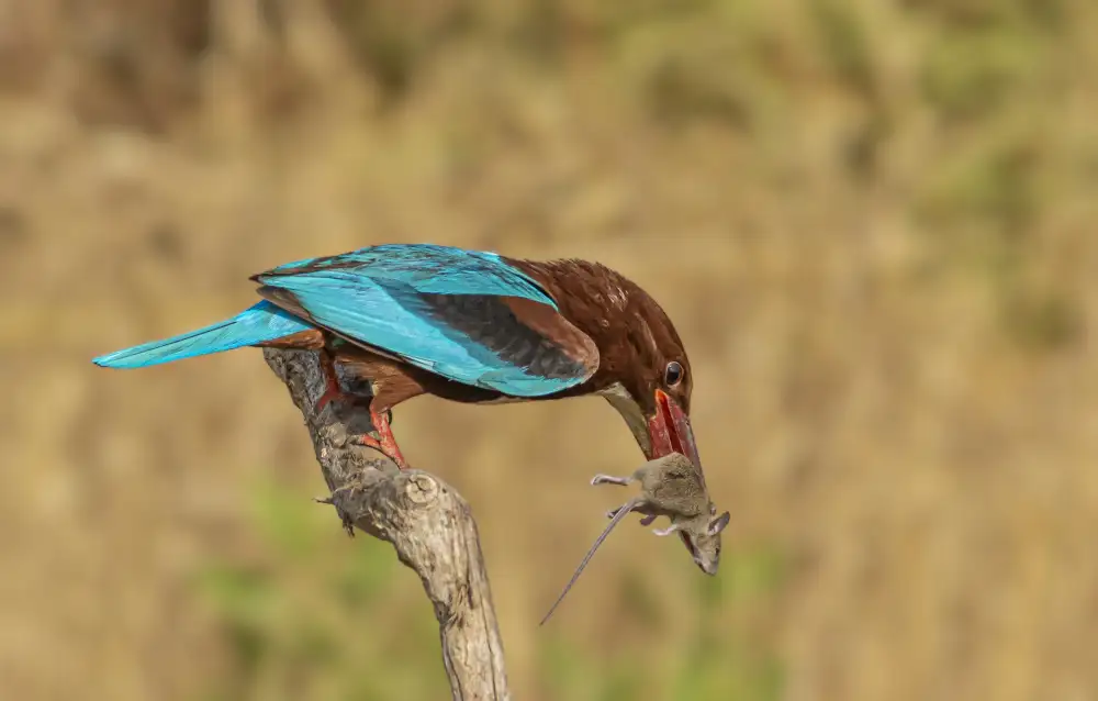 ilan: White-throated Kingfisher