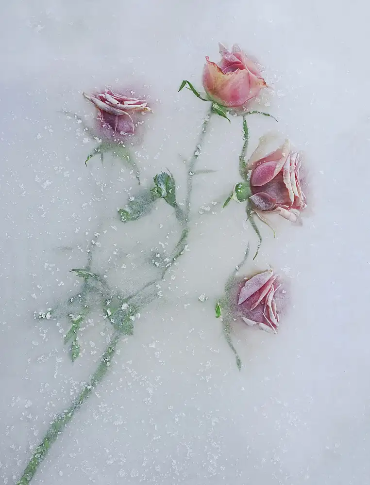 Uranga, Pedro: Rosas entre el hielo.
