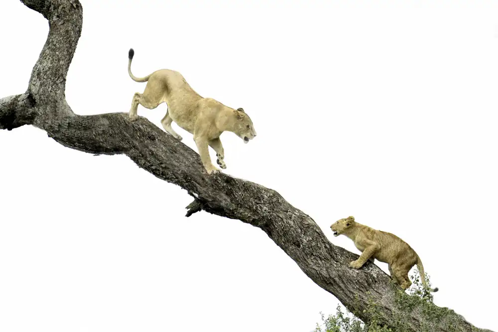 Henley, Nadine: tree climbing lesson
