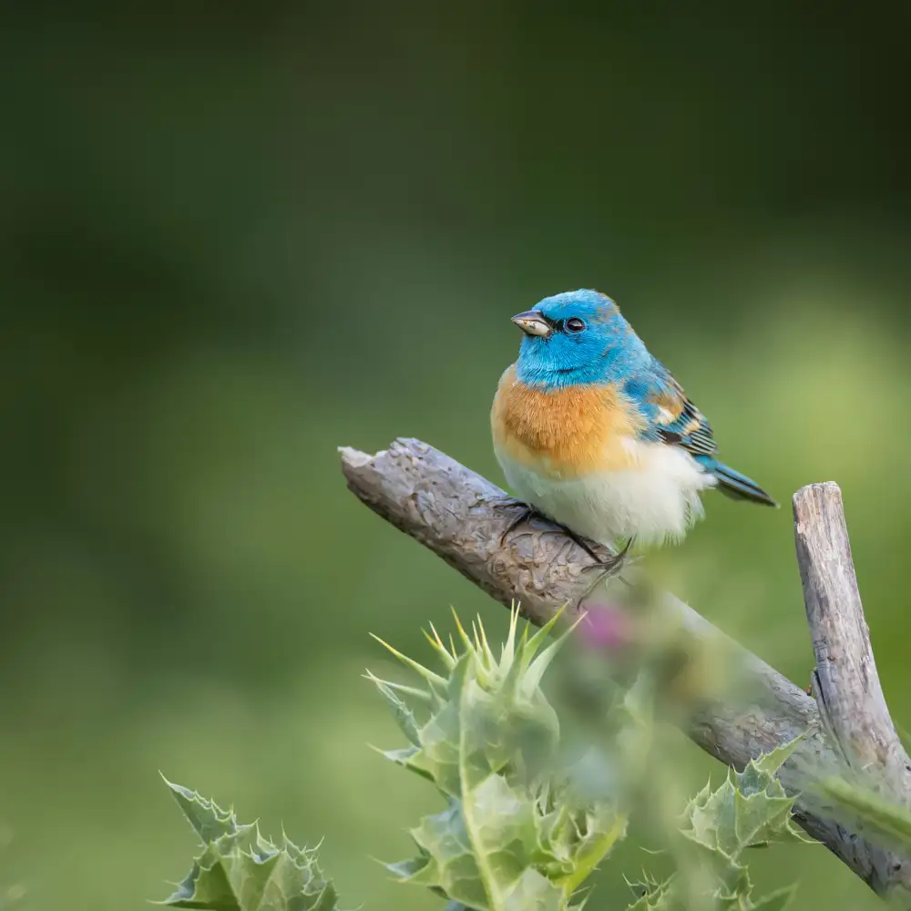 (吉星高照), Taksing: Lazuli bunting
