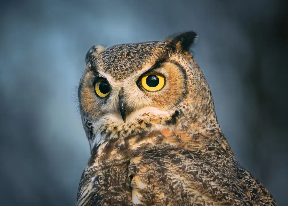 Chen, Li: The eyes are the windows of the soul