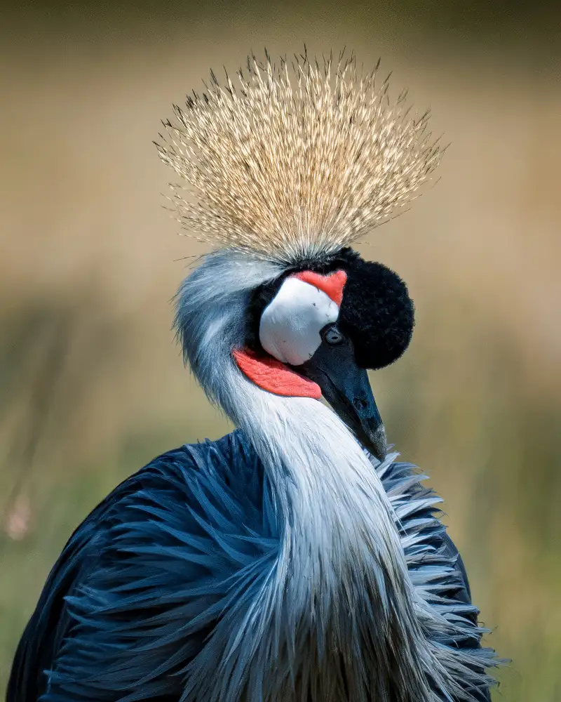 Elsheshtawy, Ahmed: Crowned Crane