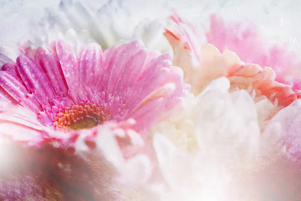 Kulik, Rafal: Ombre042flower