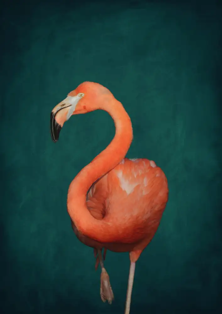Aureous: Flamenco verde