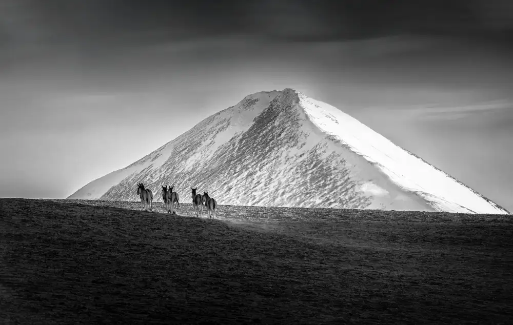 Mao, Dianne: Burros salvajes tibetanos en las montañas del Himalaya