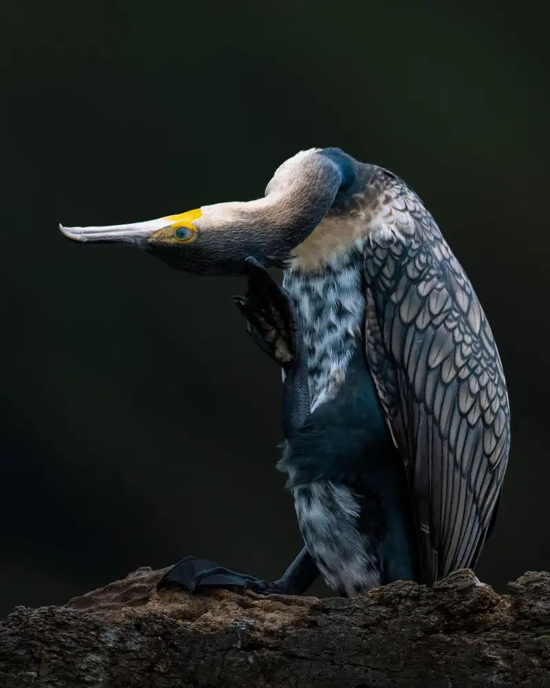 Elsheshtawy, Ahmed: Cormorant