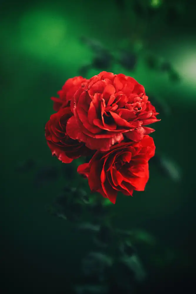 Braxton, Ryan: des roses