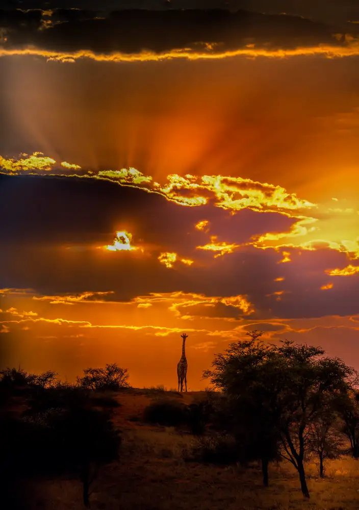 Roth, Ray C.: Giraffe and an Upward Sunset