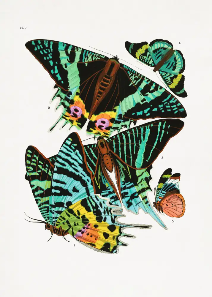 Séguy, Alain Emile: Schmetterlinge 3