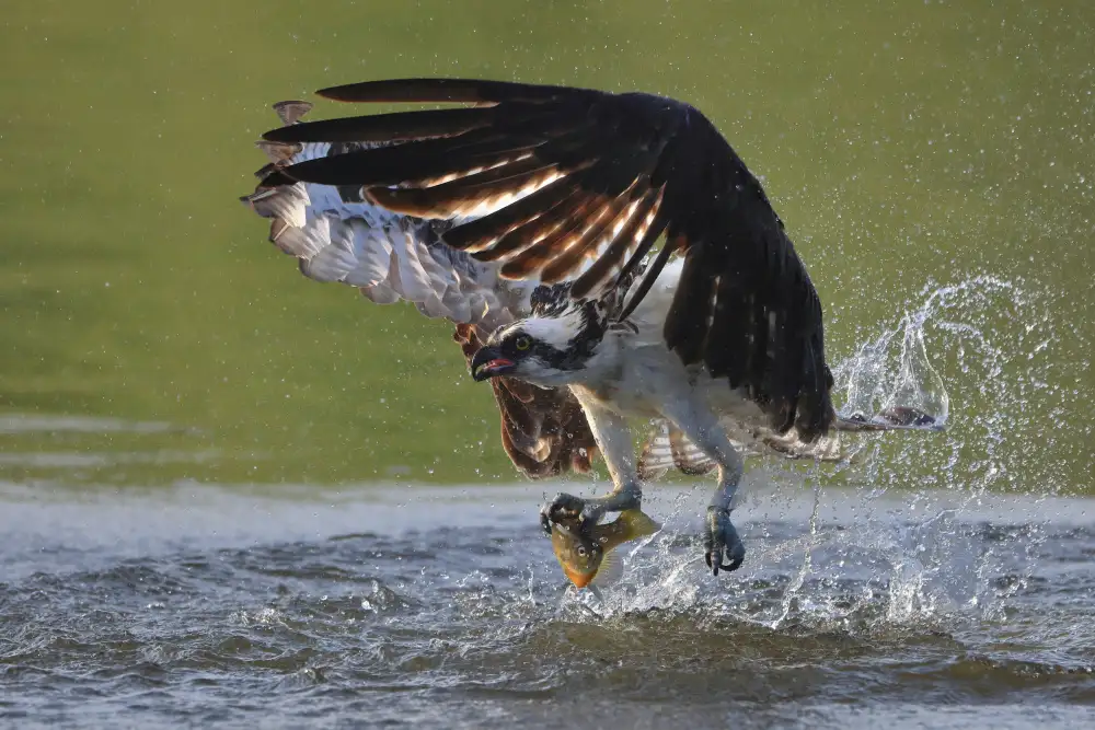 Lam, Gavin: Osprey v lovu