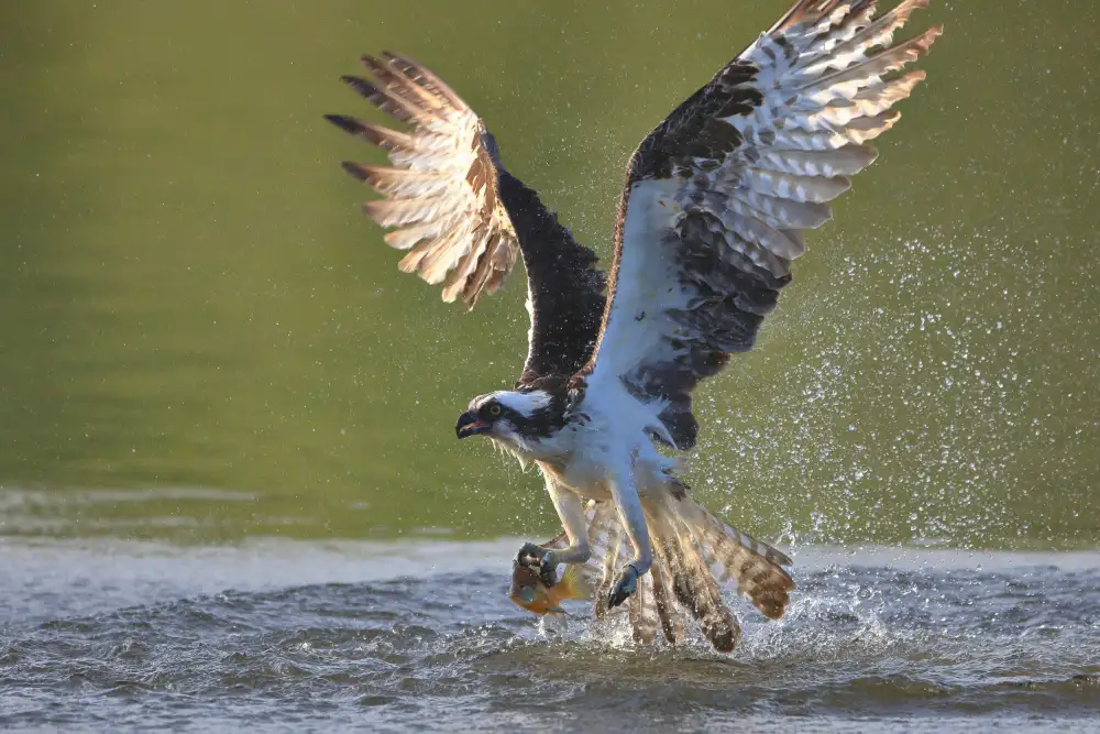 Lam, Gavin: Osprey v lovu