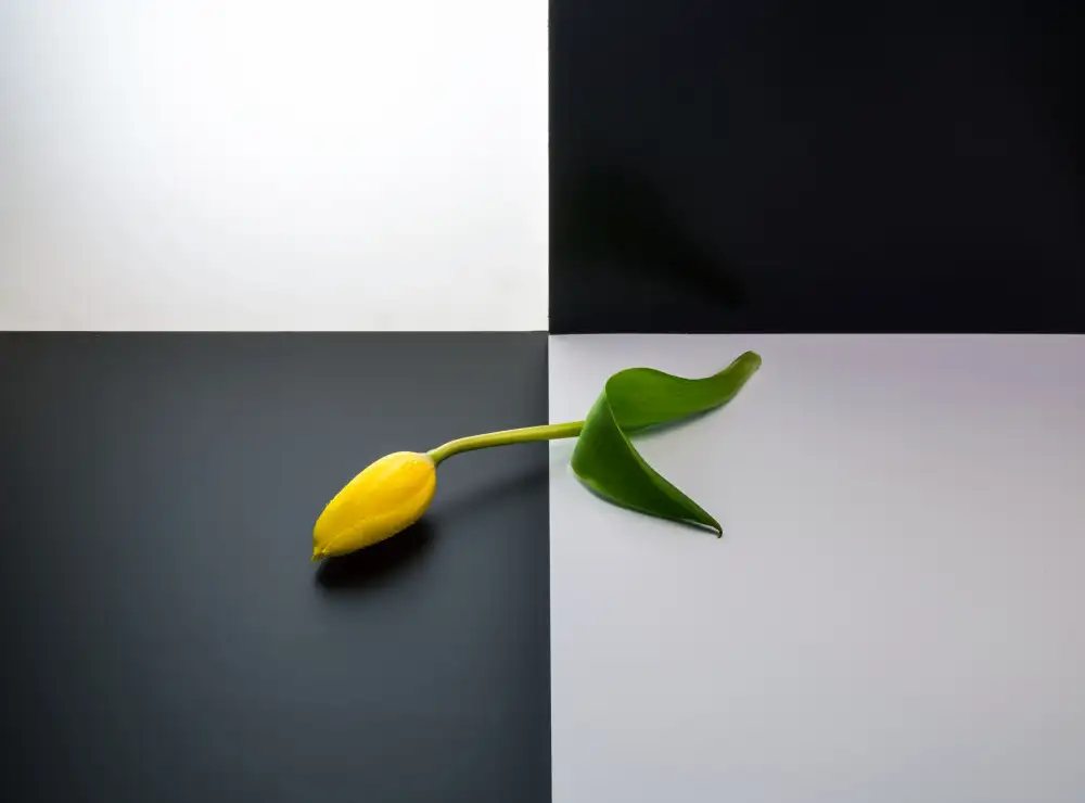 Li, Allan: Flower