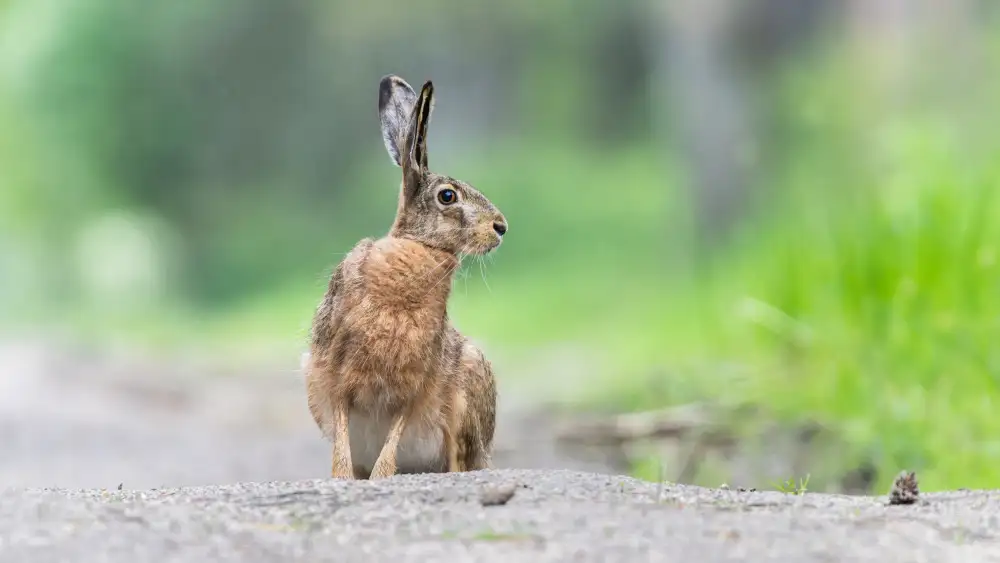 Stopczynski, Damian: Hase