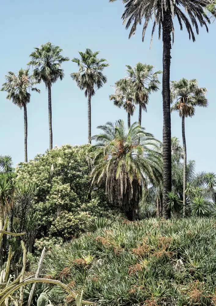 Clint, by Shot: Giardino dei collezionisti