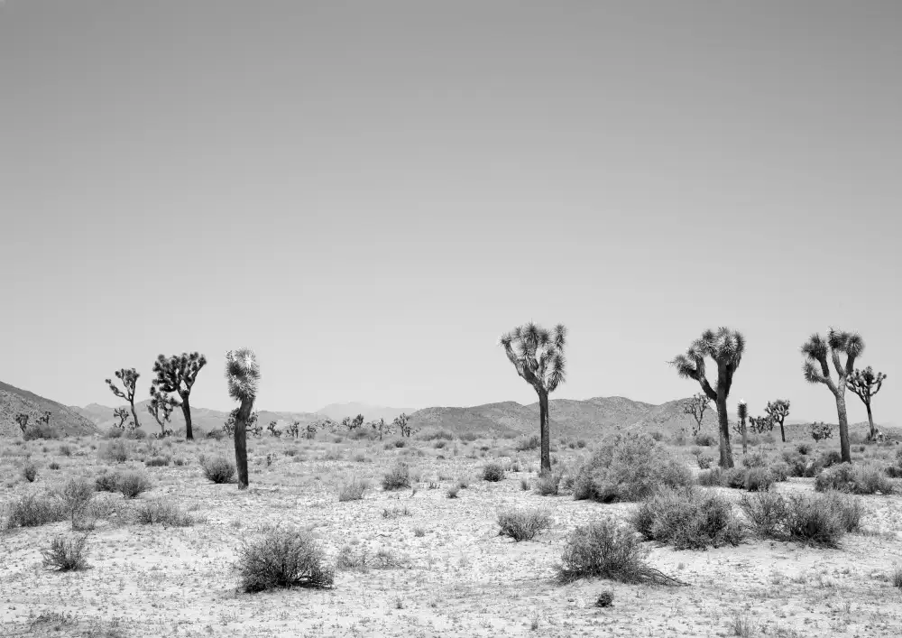 Clint, by Shot: In Occidente