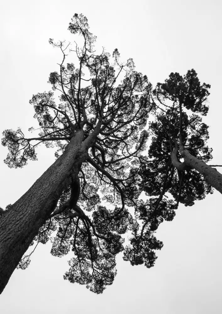 Clint, by Shot: Giardino giapponese 02