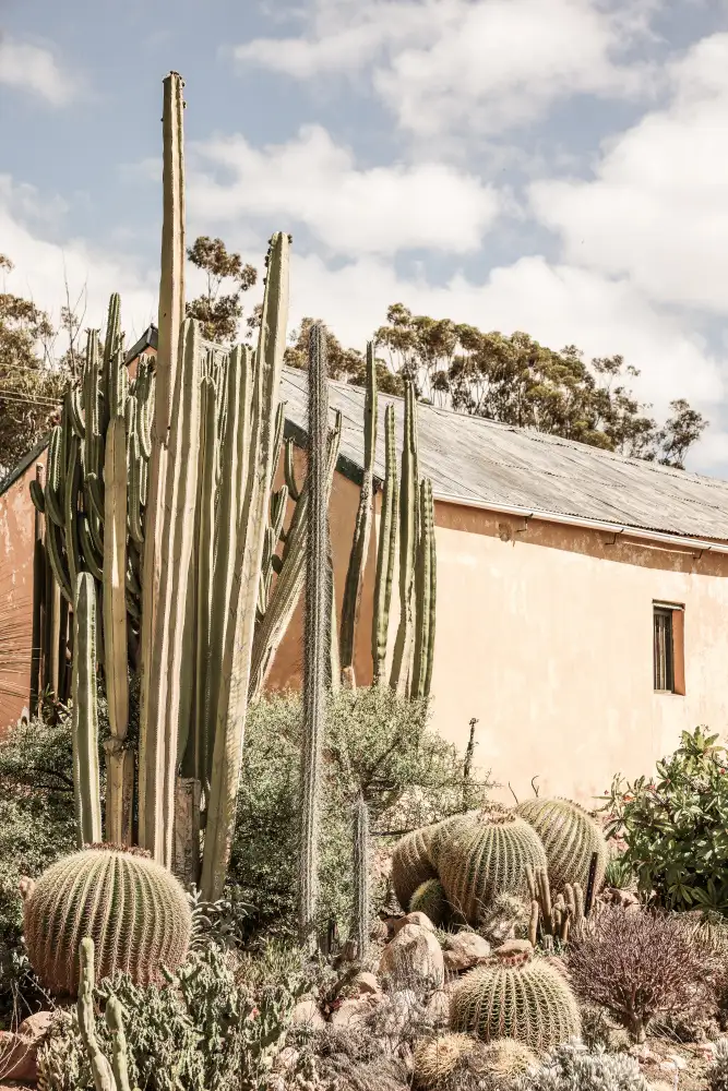 Clint, by Shot: Giardino Karoo 02