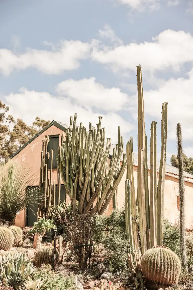 Clint, by Shot: Giardino Karoo
