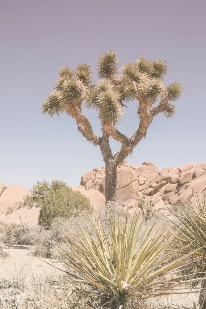 Clint, by Shot: Deserto del Mojave