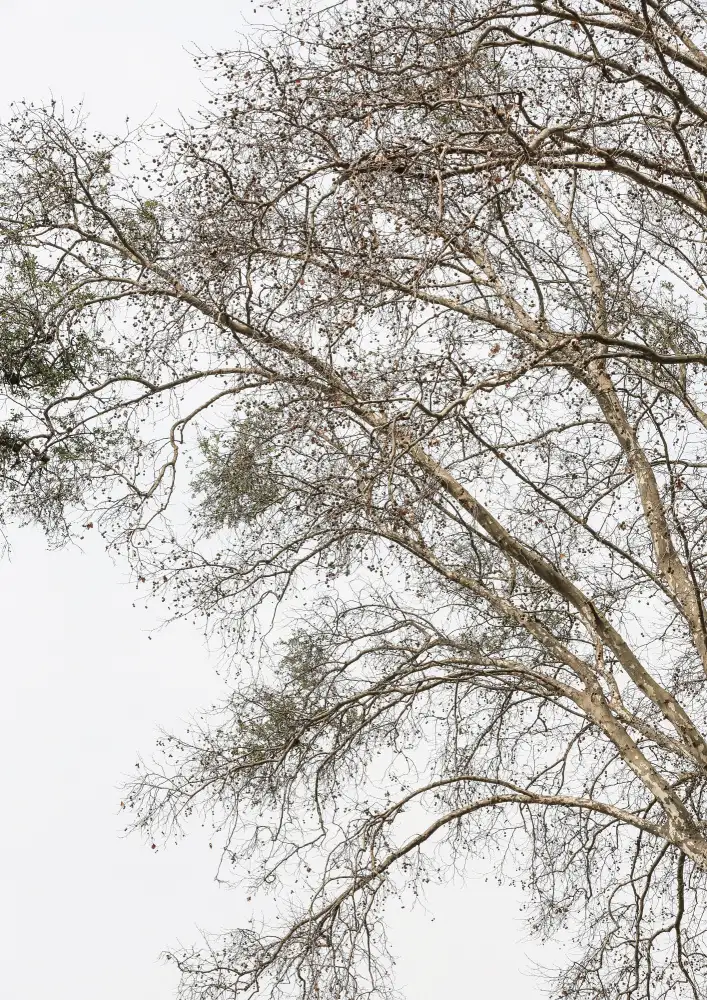 Clint, by Shot: Albero semplice