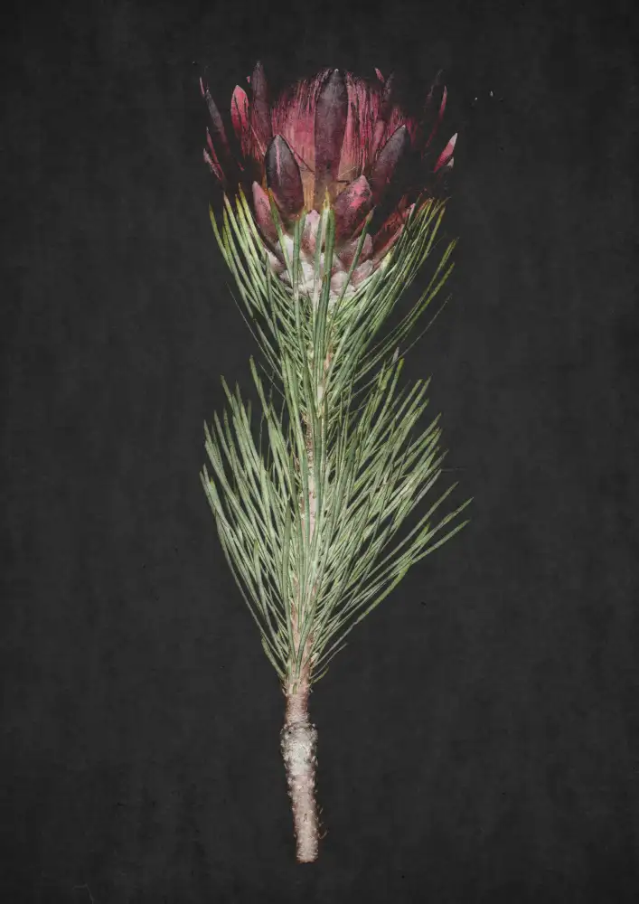 Clint, by Shot: protea