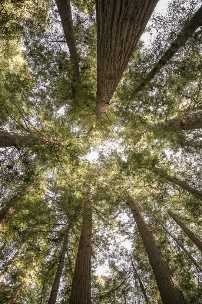 Clint, by Shot: Foresta di canneti