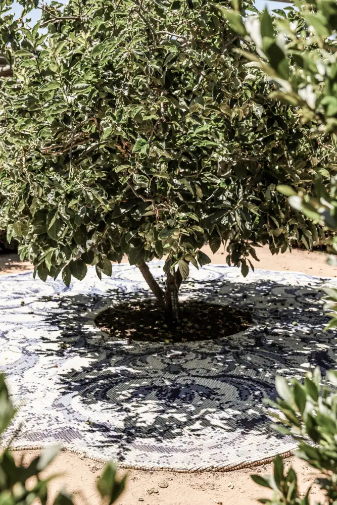 Clint, by Shot: Mosaico dell'albero