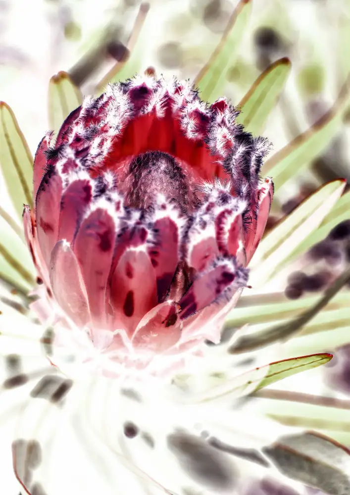 Clint, by Shot: Protea selvatica