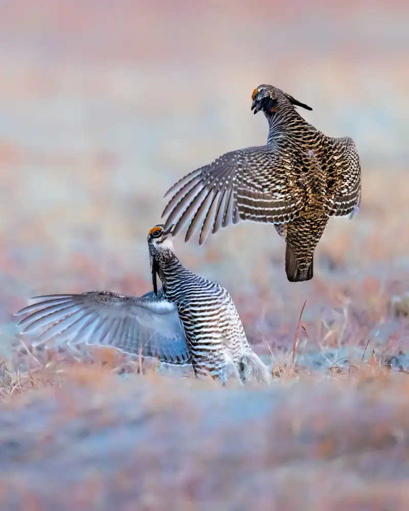 Zuo, Jun: Greater Prairie Chicken-Morning Talking